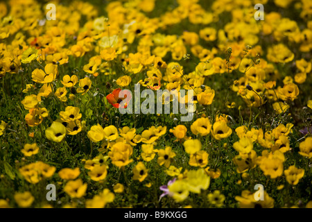 Champ merveilleux plein de Turban Renoncule Ranunculus asiaticus sur la péninsule Akrotiri Chypre grec au sud Banque D'Images