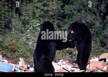 L'ours noir (Ursus americanus) le roaming pour l'alimentation sur un dépotoir Banque D'Images