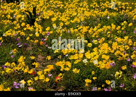 Champ merveilleux plein de Turban Renoncule Ranunculus asiaticus sur la péninsule Akrotiri Chypre grec au sud Banque D'Images