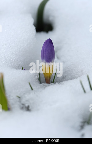 Fleur de Crocus sieberi Tricolor exposées via un couvert de neige dans un jardin de fleurs alpines Banque D'Images