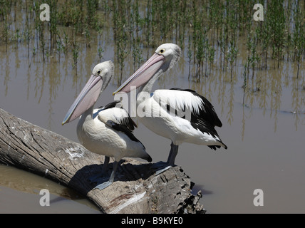Deux pélicans assis sur un arbre dans l'eau journal,Gippsland, Victoria, Australie Banque D'Images