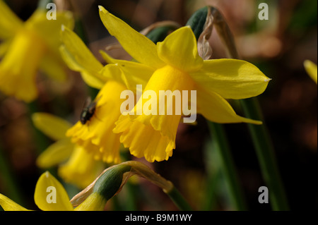 Narcisse fleur tete a tete avec fly en début de saison derrière Banque D'Images