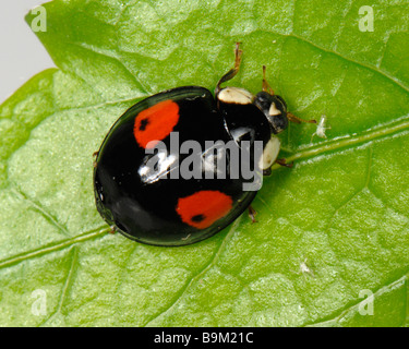 Harmonia axyridis coccinelle arlequin variation de couleur noire avec deux taches rouges Banque D'Images