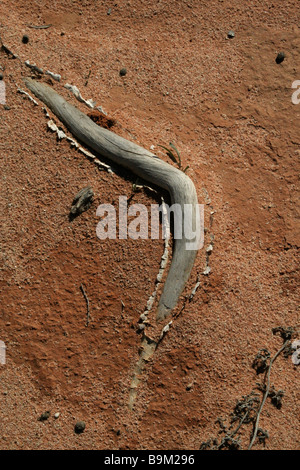 Racine morte piquer à travers la terre rouge desséchée fissuré à Mungo Parc National situé en Nouvelle-Galles du Sud, Australie Banque D'Images