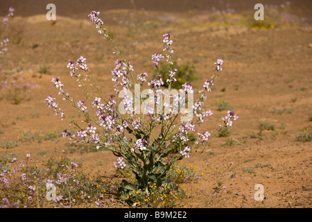 Un chou violet Moricandia arvensis dans le désert du Sahara Marocain très humide après hiver printemps 2009 Maroc Banque D'Images