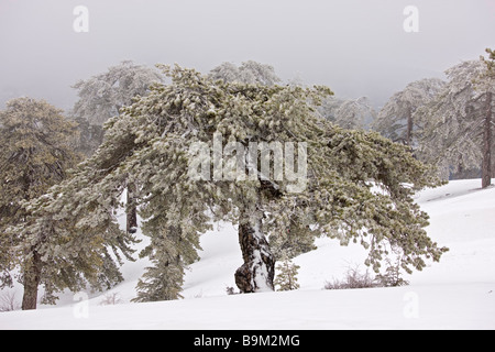 L'ancienne forêt de pins noirs Pinus nigra ssp pallasiana dans la neige et le brouillard verglaçant élevé dans les montagnes Troodos Chypre grec au sud Banque D'Images