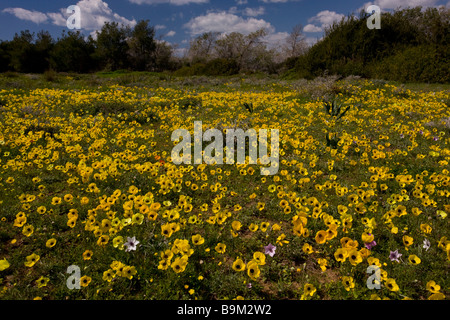 Champ merveilleux plein de Turban Renoncule Ranunculus asiaticus et quelques Anémones de la Couronne sur la péninsule Akrotiri Chypre Grec Banque D'Images