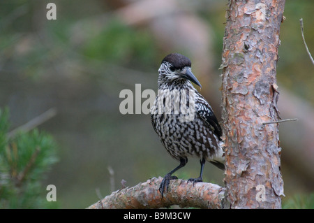 Nucifraga caryocatactes Spotted Nutcracker assis sur la branche Banque D'Images