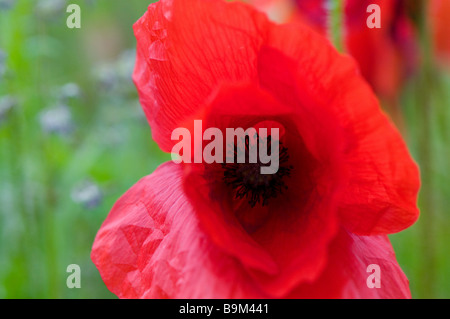 Un seul coquelicot (Papaver rhoeas). Banque D'Images