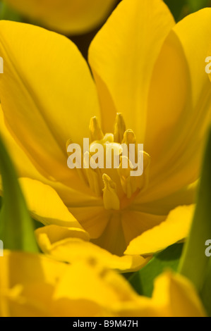 Close-up of a yellow tulip montrant les pétales, la stigmatisation, l'anthère et filament Banque D'Images