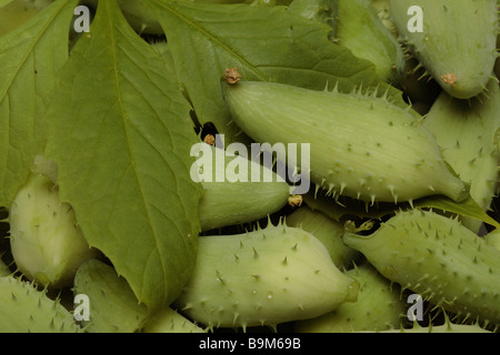 Caigua alimentaire également connu comme Achocha Slipper gourd Cyclanthera pedata gourd Sparrow est un légume cultivé pour ses petits fruits et Banque D'Images