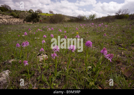 Champ rempli d'Orchidées Orchis italica italien dans les collines de la partie grecque de l'île South Banque D'Images