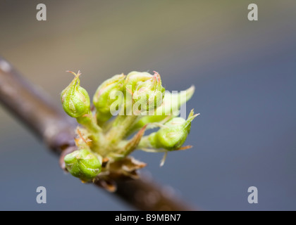 Bourgeons fleurs poire japonaise Banque D'Images