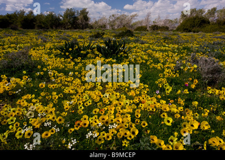 Champ merveilleux plein de Turban Renoncule Ranunculus asiaticus et quelques Anémones de la Couronne sur la péninsule Akrotiri Chypre Grec Banque D'Images