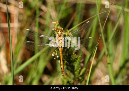 Libellule Sympetrum striolatum, dard de commun avec aile shrp veination repose dans le soleil d'été sur les feuilles Banque D'Images