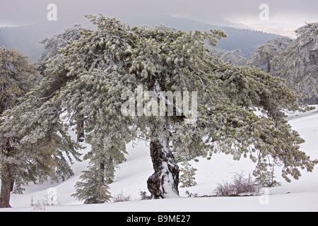 L'ancienne forêt de pins noirs Pinus nigra ssp pallasiana dans la neige et le brouillard verglaçant élevé dans les montagnes Troodos Chypre grec au sud Banque D'Images