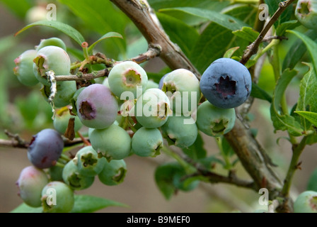 Stock photo de bleuets poussant dans jardin Banque D'Images