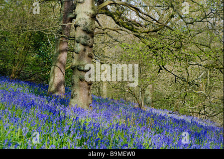 Bluebells fournir un tapis de bleu à Middleton Woods, Ilkley. Banque D'Images