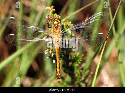 Libellule Sympetrum striolatum, dard de commun avec aile shrp veination repose dans le soleil d'été sur les feuilles Banque D'Images