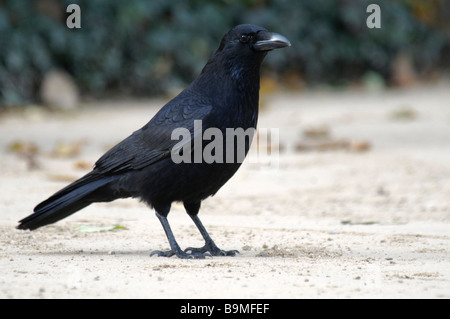 Corneille noire Corvus corone corone assis sur le sol Banque D'Images