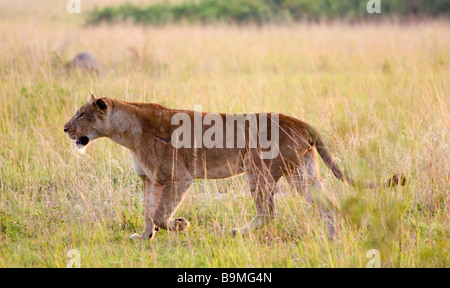 Lionne sur le prowl pour matin les proies dans le Parc national Queen Elizabeth, en Ouganda Banque D'Images