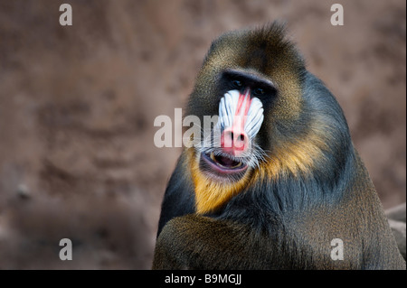 Close up d'un mandrill Mandrillus sphinx Banque D'Images