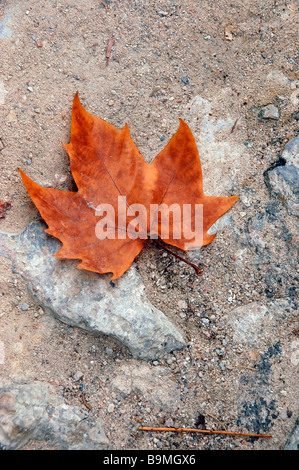 Feuille de platane d'automne allongé sur le ciment de la ville. Banque D'Images