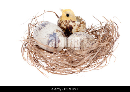 Poussin de pâques en nid isolé sur fond blanc Banque D'Images