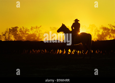 Rassemblement de bétail à cheval sur la propriété du bétail australien Banque D'Images