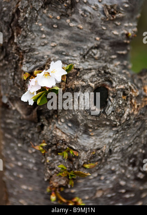 Fleurs de cerisier japonais sur le tronc (Somei Yoshino) Banque D'Images