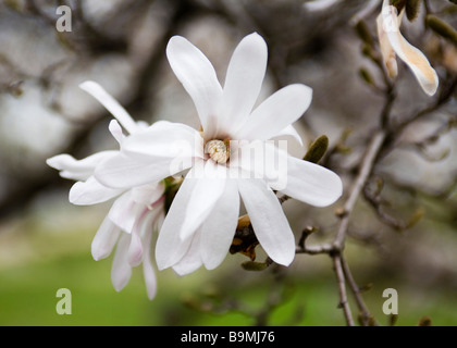 Fleur de Magnolia fraseri(Fraser Magnolia, magnolia, Earleaf cucumbertree de montagne, Mountain-oread) Banque D'Images