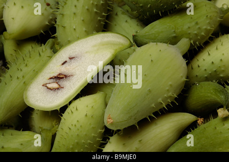 Caigua alimentaire également connu comme Achocha Slipper gourd Cyclanthera pedata gourd Sparrow est un légume cultivé pour ses petits fruits et Banque D'Images