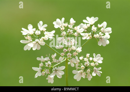 Des fleurs et plantes médicinales coriandre herbe Koriander Coriandre persil chinois Blattkoriander coriandrum sativum Banque D'Images