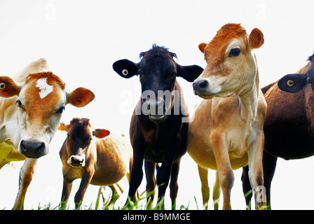 Les vaches laitières Banque D'Images