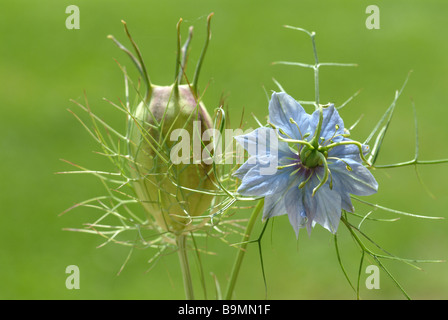 Des fleurs et des semences de la plante médicinale la société Schwarzkuemmel Schwarzkümmel cumin cumin noir noir comestibles l'amour dans une brume Nigéria Banque D'Images