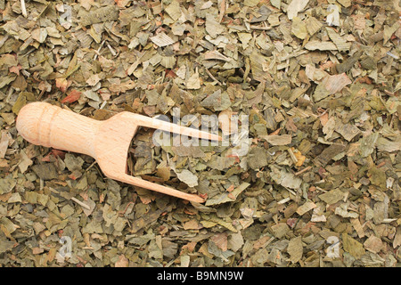 Les feuilles séchées de la plante médicinale le Gingko le Gingko biloba de ginkgo Banque D'Images