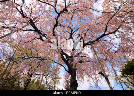 Cherry Blossom tree - Tokyo, Japon Banque D'Images