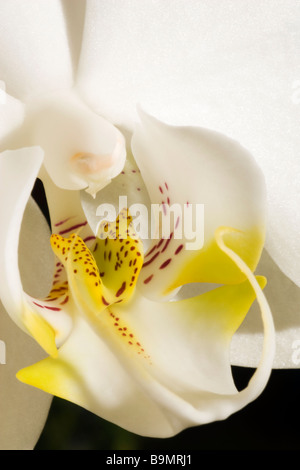 Orchid close-up de droit Banque D'Images