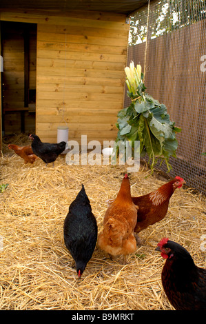 Poules Banque D'Images