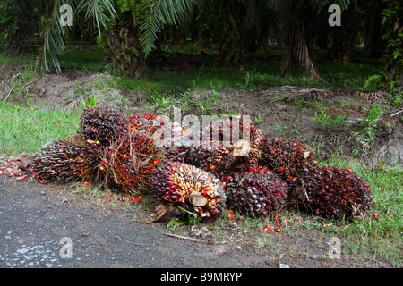 Les noyaux de palmier à huile recueillies par la route d'une plantation près de Sandakan Sabah Malaisie Bornéo Banque D'Images