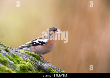 Chaffinch Frigilla colebs mâle adulte en plumage non-reproduction perché sur un rocher moosy Banque D'Images