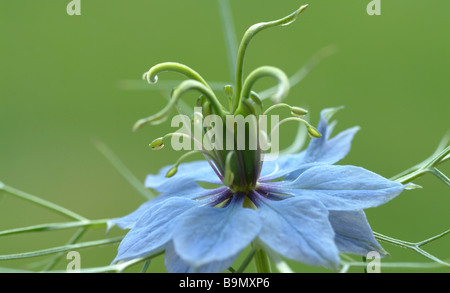 Les fleurs de la plante médicinale la société Schwarzkuemmel Schwarzkümmel cumin cumin noir noir comestibles l'amour dans une brume Nigella sati Banque D'Images