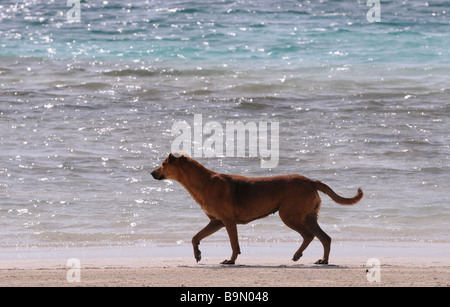 Un chien, mutt, cross-breed ébats, joue dans le bleu émeraude mer au Mexique, au Belize, en Amérique centrale. Jour après-midi de chien. Banque D'Images