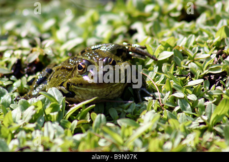 grenouille verte Banque D'Images