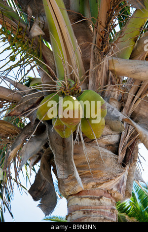 Cocotier (Cocos nucifera) arbre en Lanzarote Iles Canaries Espagne Banque D'Images