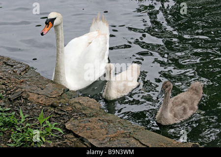 Une mère swan et deux paquets de bébé Banque D'Images