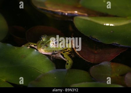 grenouille verte Banque D'Images