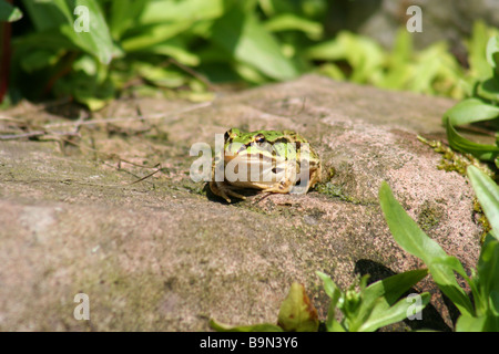 grenouille verte Banque D'Images