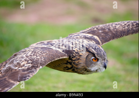 Owl Bubo Bubo Grand affichage pour les touristes le Centre international pour les oiseaux de proie Gloustershire Newent Banque D'Images