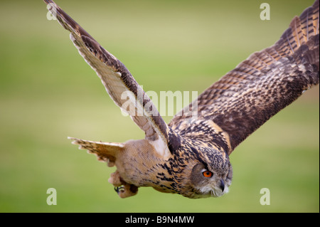 Owl Bubo Bubo Grand affichage pour les touristes le Centre international pour les oiseaux de proie Gloustershire Newent Banque D'Images